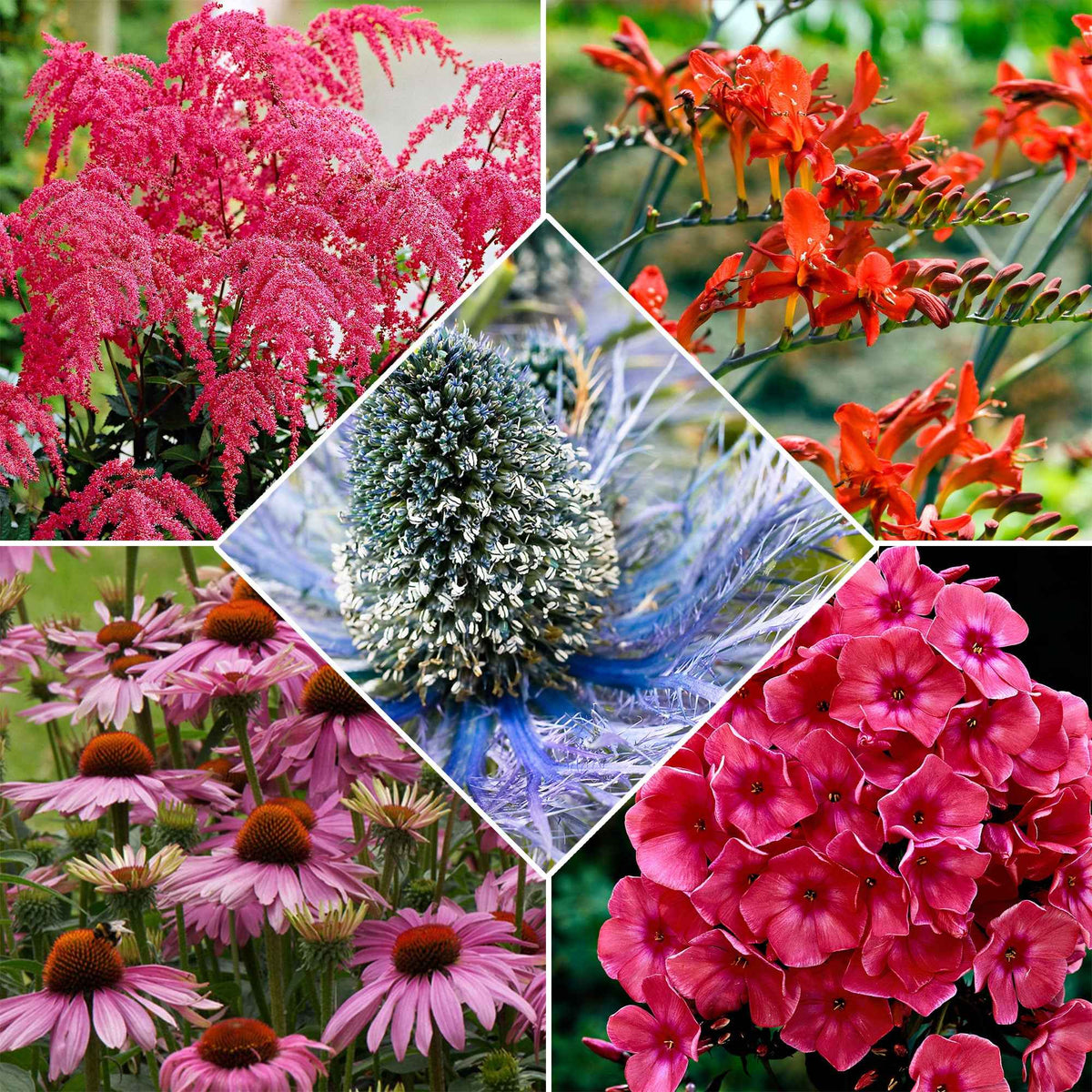 14 Vivaces Bees and Butterflies en mélange - Bakker