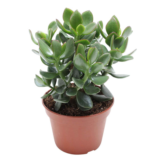 Plante de jade Crassula 'Hulk' - Facile d’entretien