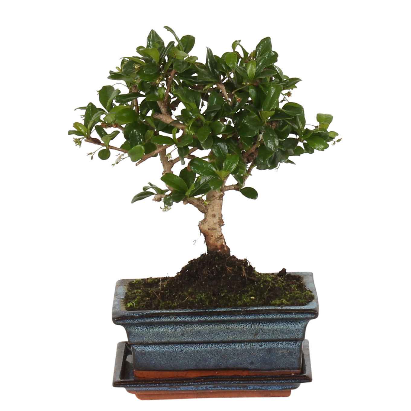 Bonsai Carmona ou Arbre à Thé - Fiche d'entretien