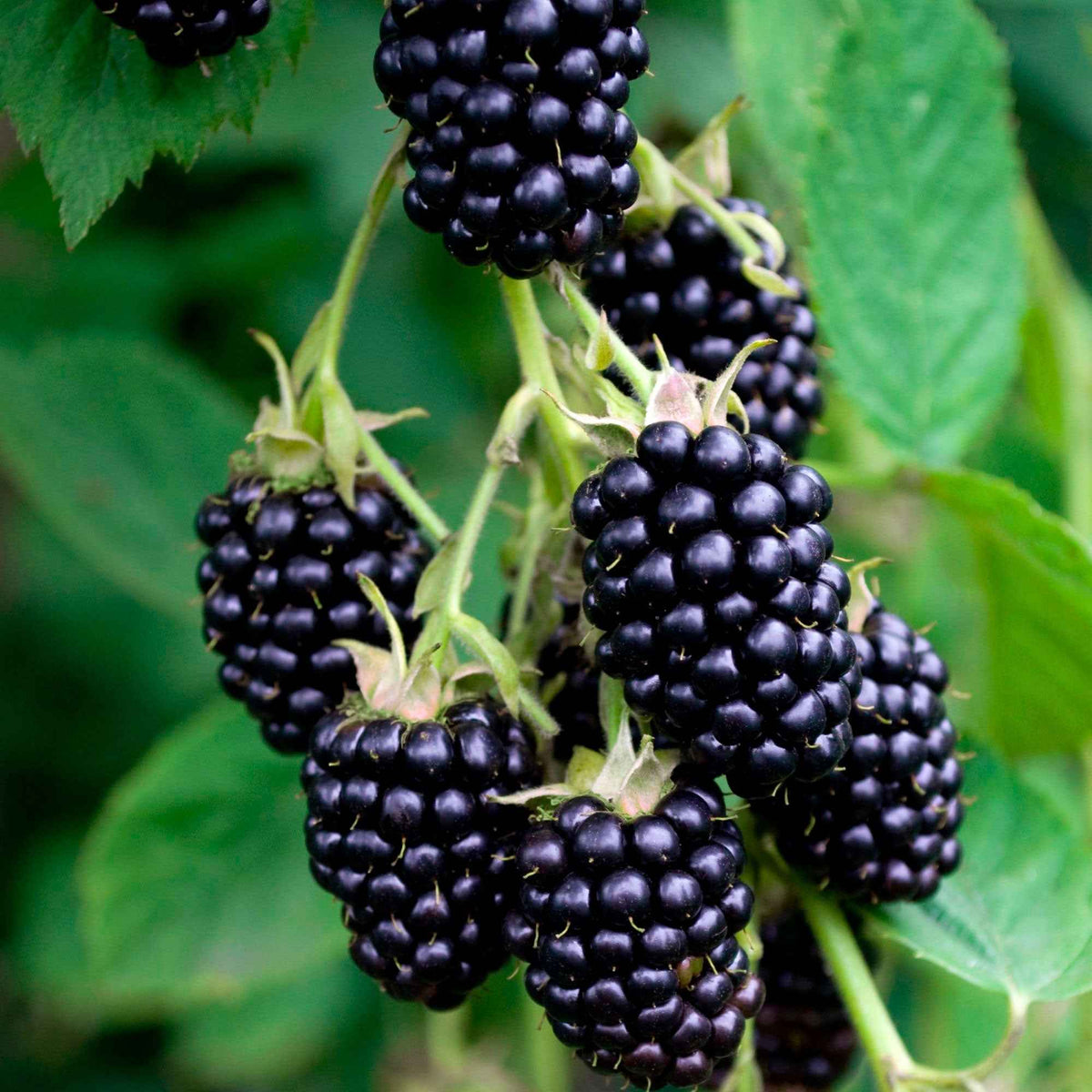 Arbres fruitiers - Mûrier de Corée 'Mulle' - Morus acidosa Mulle