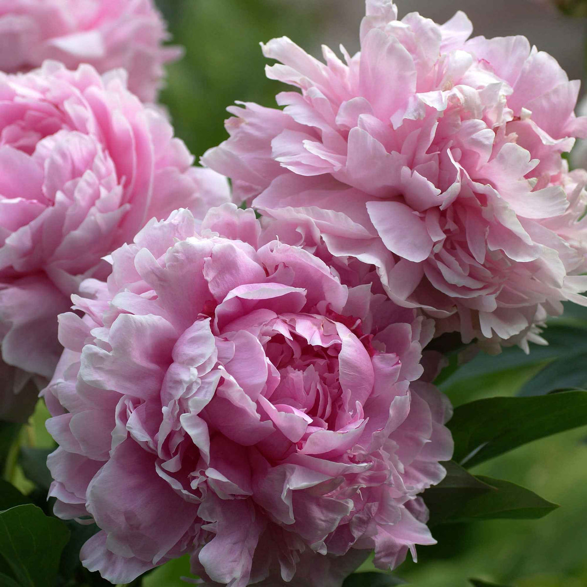 Pivoine 'Sarah Bernhardt' - Paeonia x lactiflora Sarah Bernhardt - Bakker