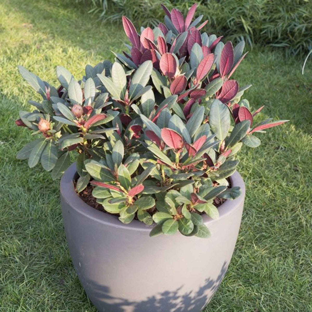 Rhododendron 'Wine & Roses' - Rhododendron Wine & Roses - Bakker