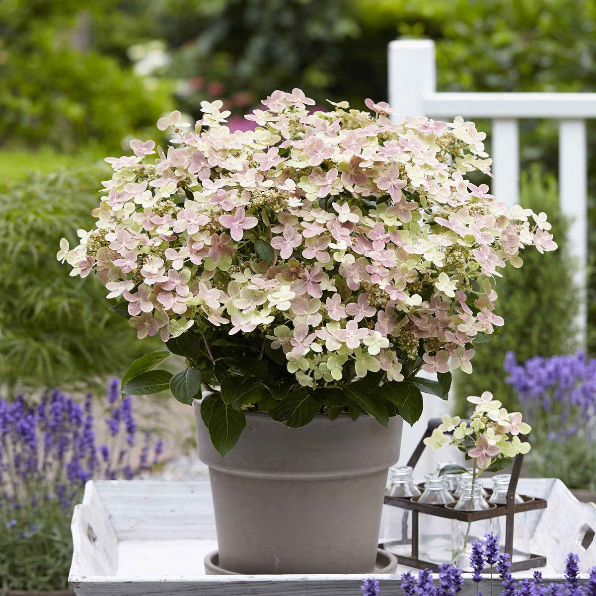 Hortensia paniculé Polestar®