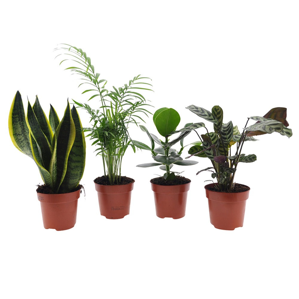 Collection de 4 plantes d'intérieur faciles - clusia, chamaedorea, ctenanthe burle marxii, sansevieria - Bakker