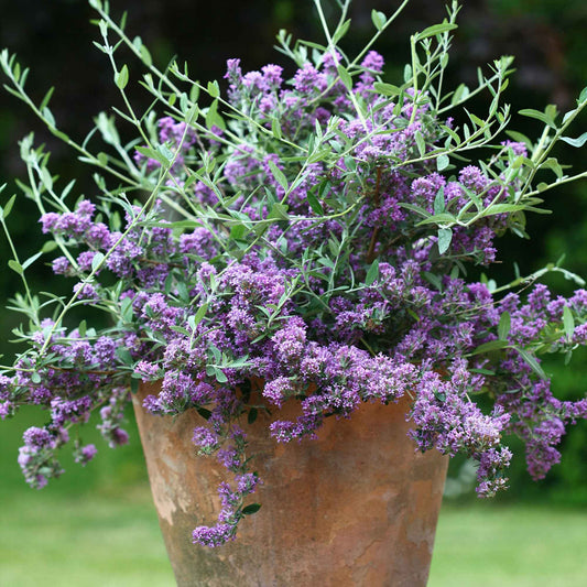 Arbre aux papillons nain 'Unique' - Bakker