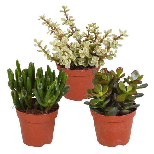 3 Mélanges de crassulas - Bakker