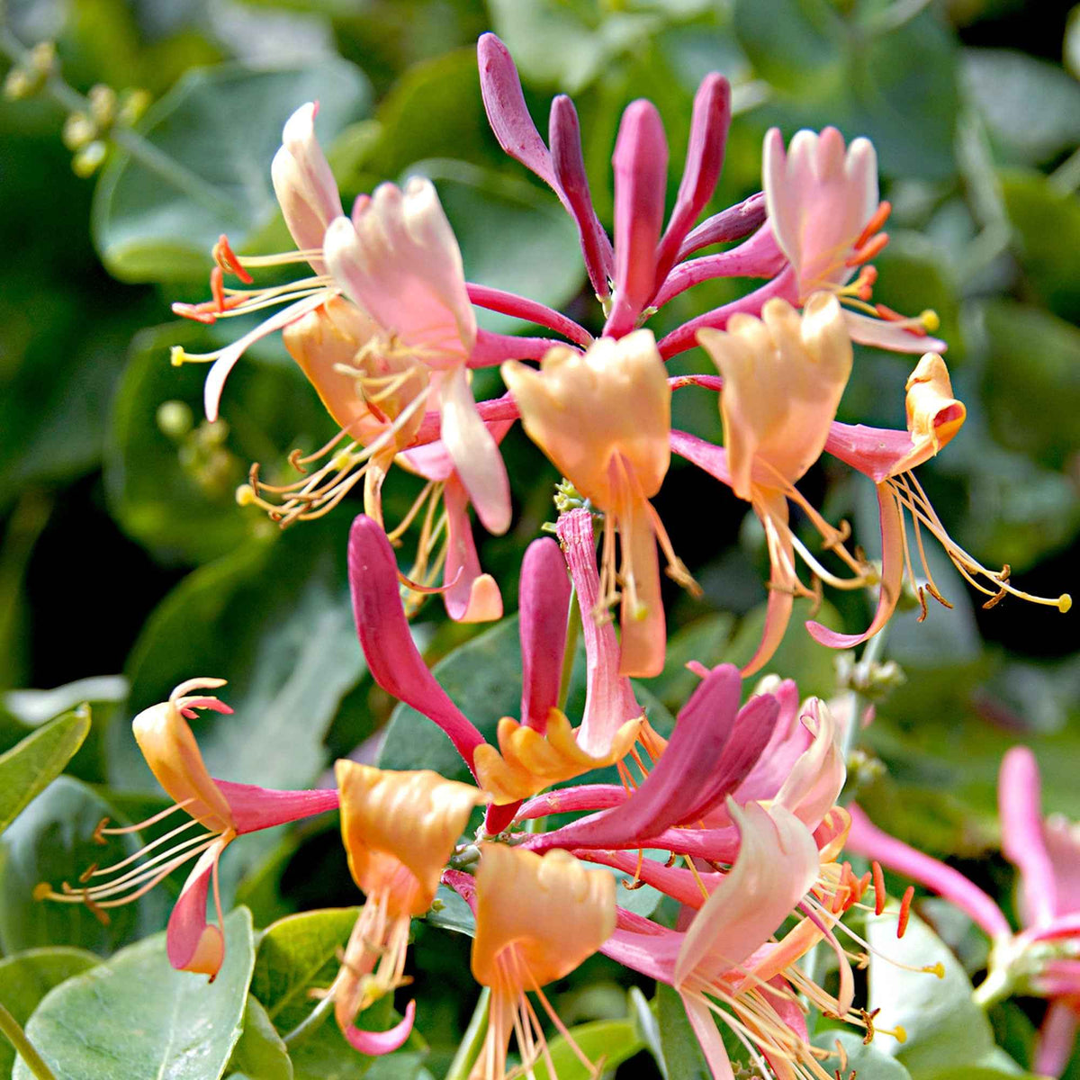 Chèvrefeuille grimpant - Chèvrefeuille de Henry 'Copper Beauty' - Lonicera henryi Copper Beauty