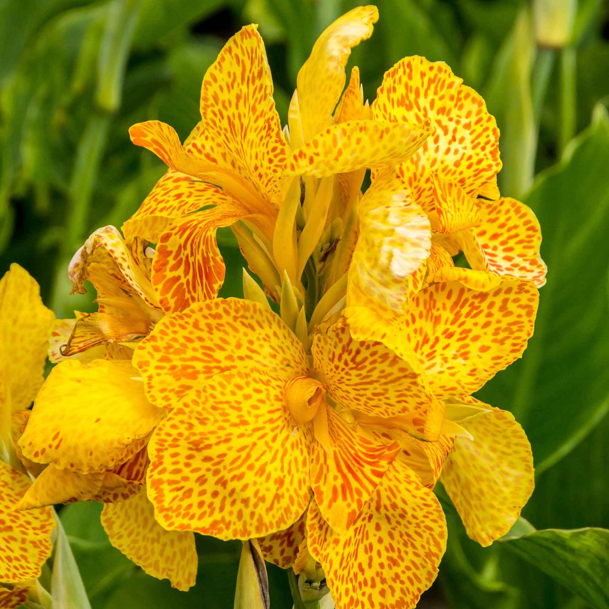 2 Canna Tropical Yellow - Canna 'tropical yellow' - Bakker