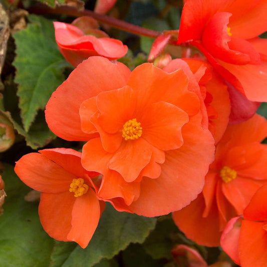 4x Begonia pendula orangé - Arbustes à papillons et plantes mellifères