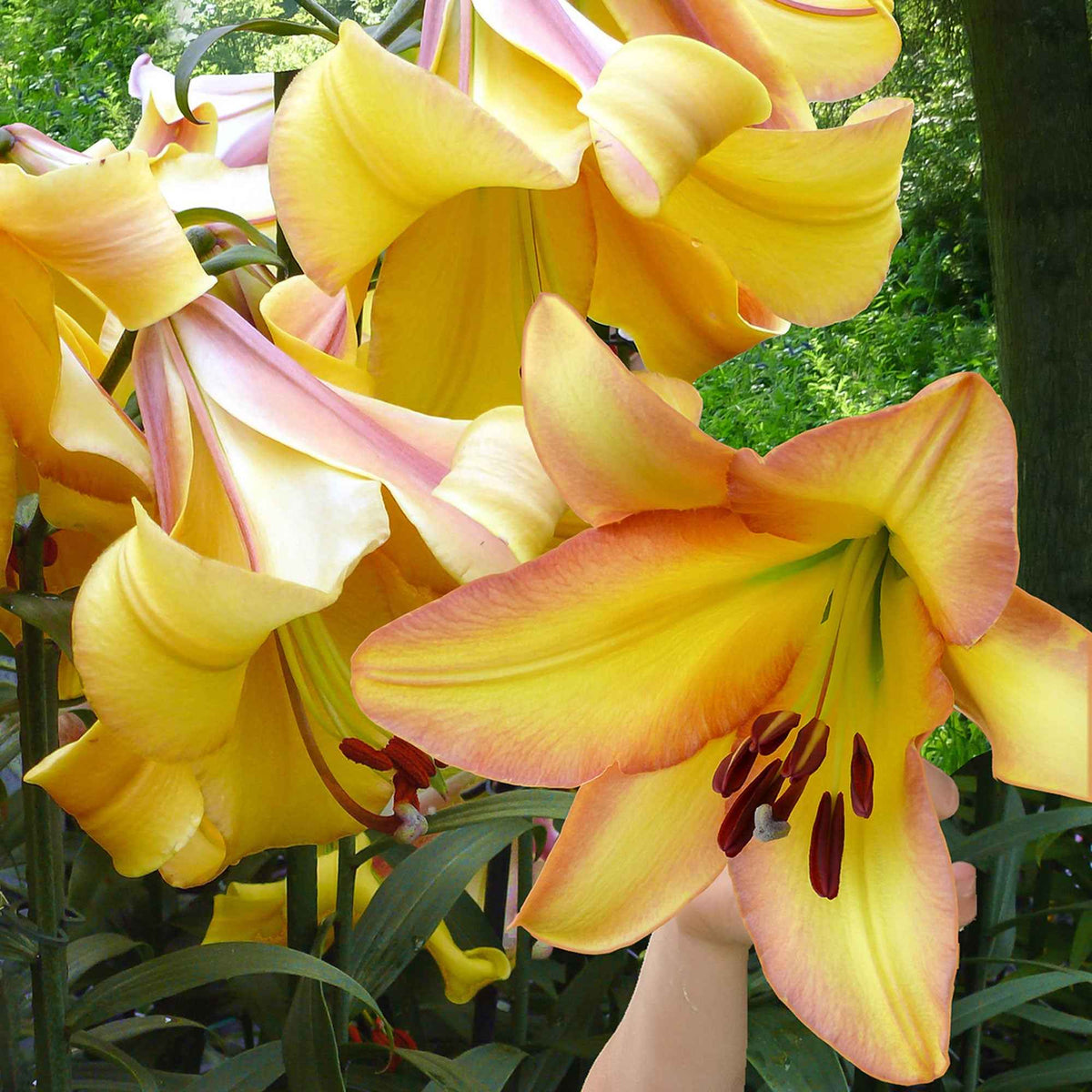 5 Lis géant Rising moon - Lilium 'rising moon' - Bakker