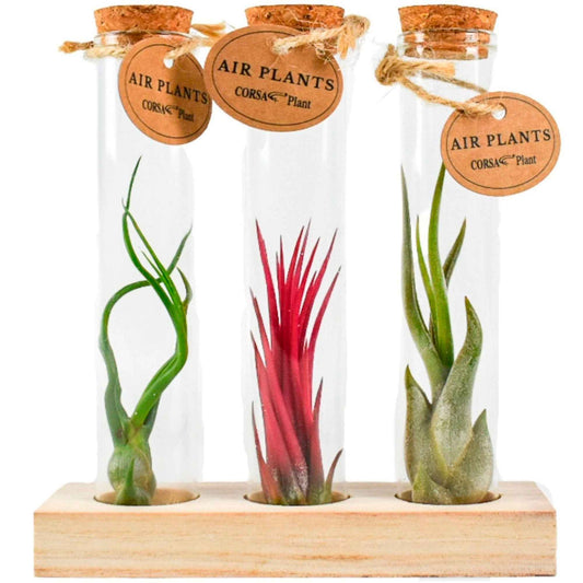 Tillandsias en mélange et tubes de verre - Tillandsia ionantha, tillandsia caput-medusae, tillandsia bulbosa - Bakker