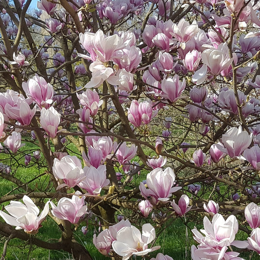 Magnolia de Soulange - Bakker