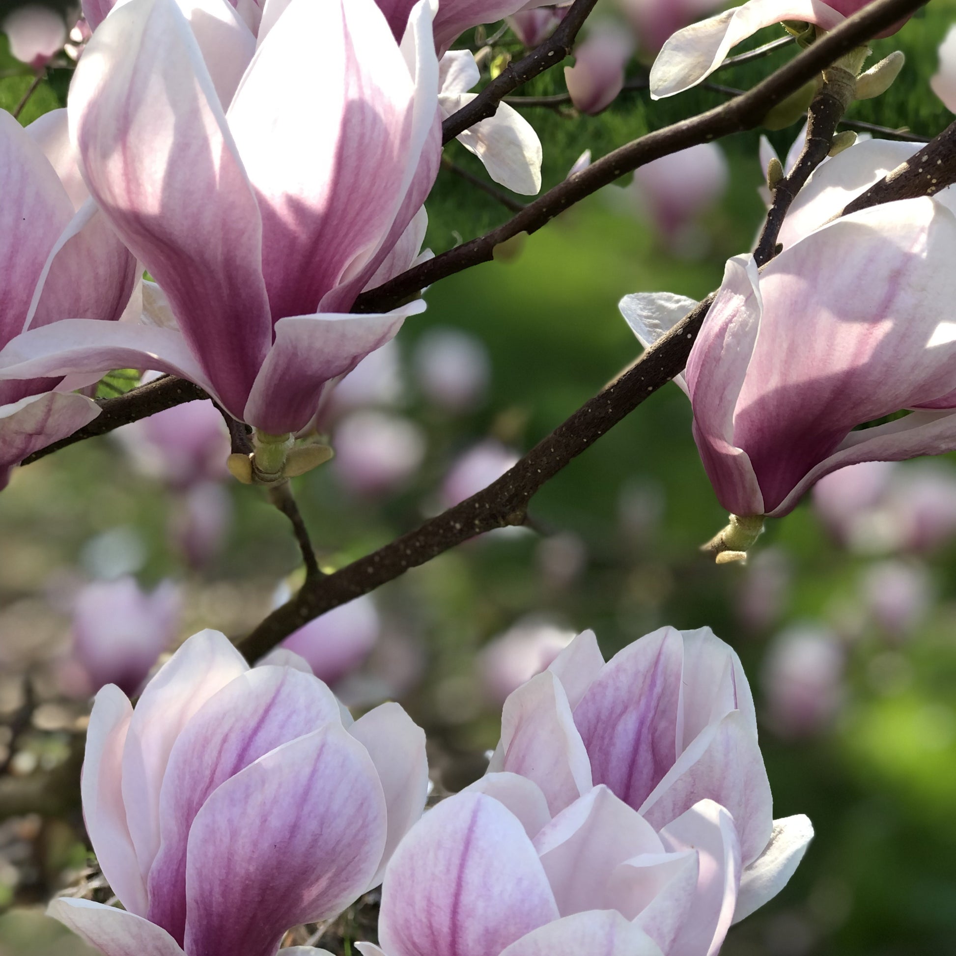 Magnolia - Magnolia de Soulange - Magnolia soulangeana
