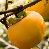 Bakker - Kaki Tipo - Kaki diospyros tipo - Fruitiers
