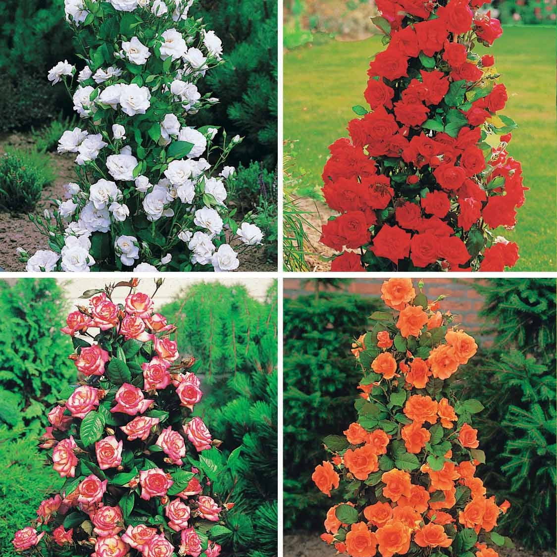 Collection de 4 Rosiers arbustes : Shalom, Korbin, Westerland, Handel - Bakker