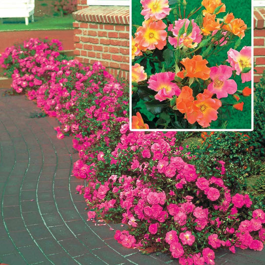 Collection de 6 Rosiers couvre-sols - Bakker