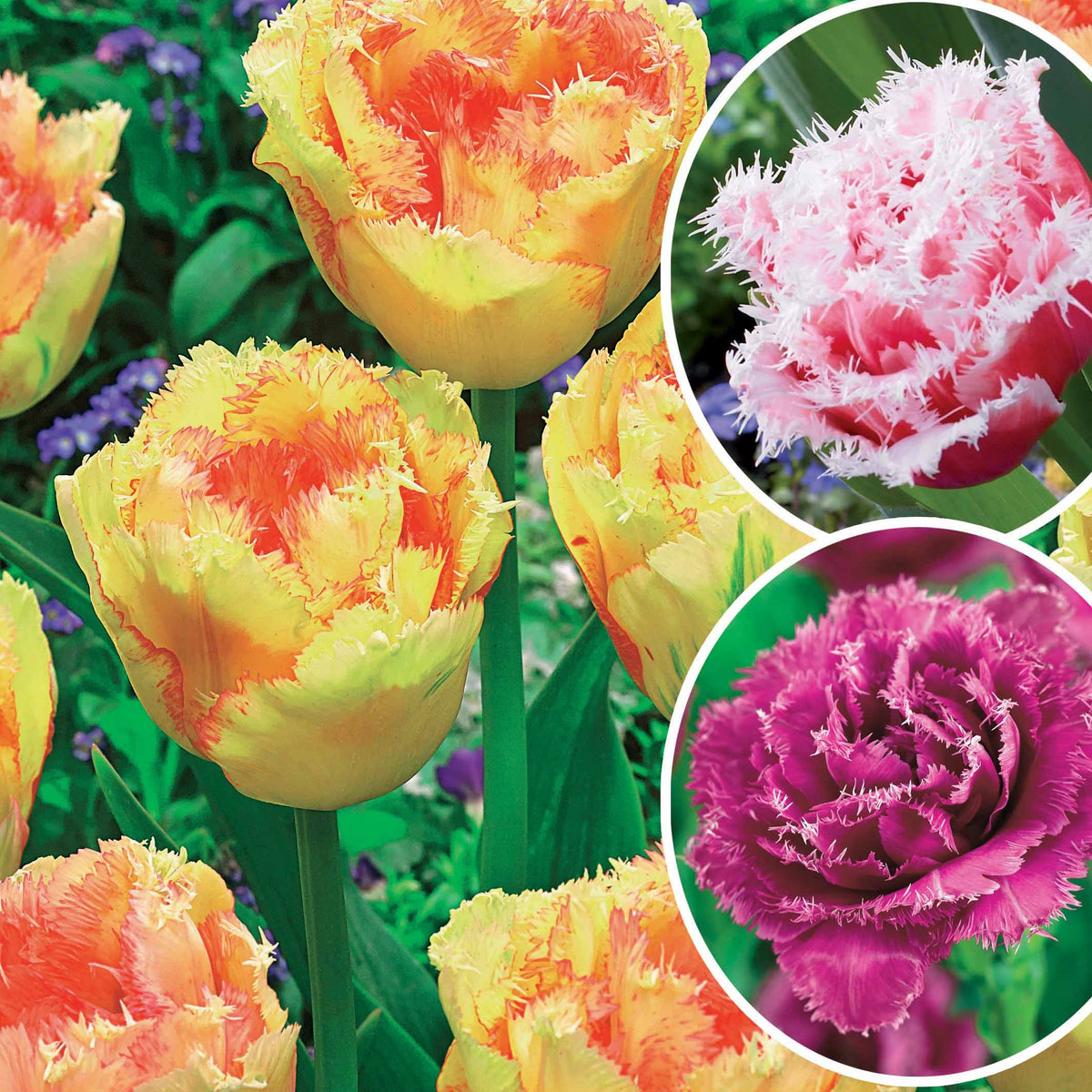 Collection de 15 Tulipes frangées : Queensland, Mascotte, Vaya con Dios - Bakker