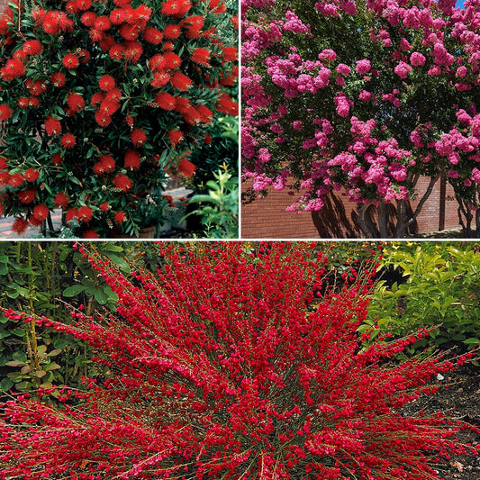 Collection de 3 arbustes : lagerstroemia, callistemon, genêt - Bakker