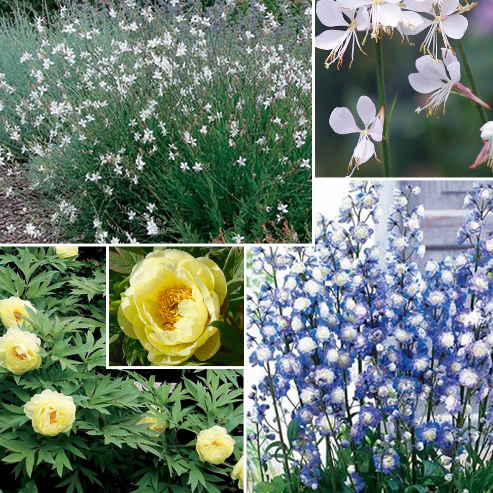 Vente Collection de plantes vivaces aux couleurs tendres - Paeonia itoh bartzella, delphinium bolero, gaura lindheimeri