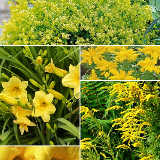 Collection de plantes vivaces à floraison jaune
