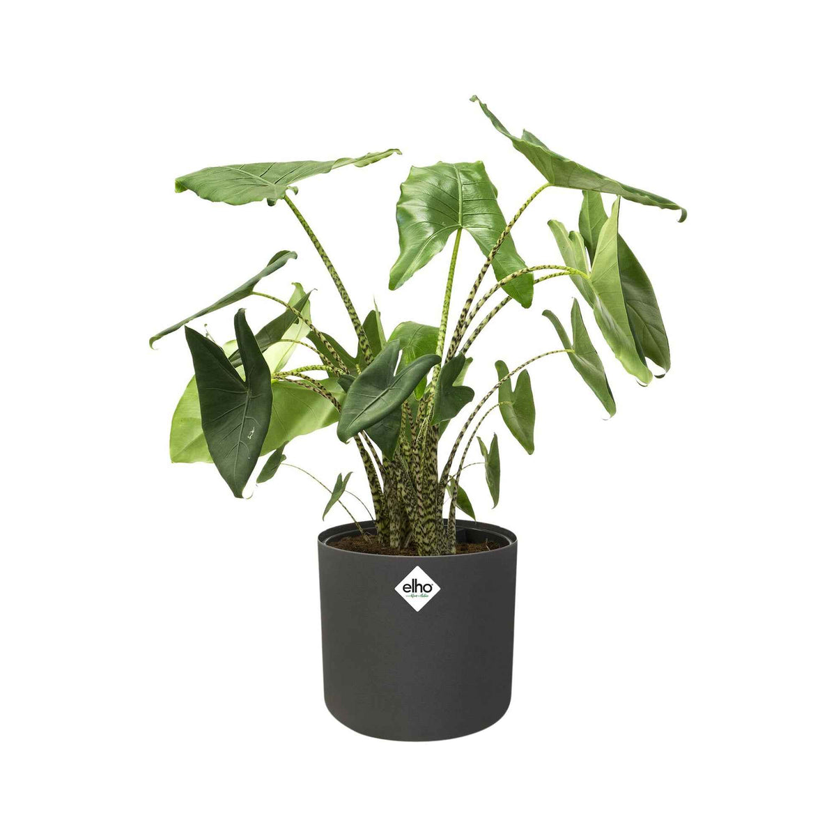 - Elho Pot B.for soft rond anthracite - Entretien et Matériel