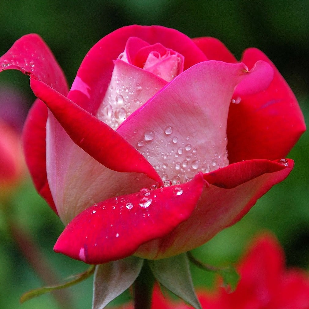 Rosa Osiria, Malaga, Blue moon, La magie du Parfum, Whisky, Famosa, Double Delight - Collection de 7 Rosiers buissons - Rosiers - racines nues