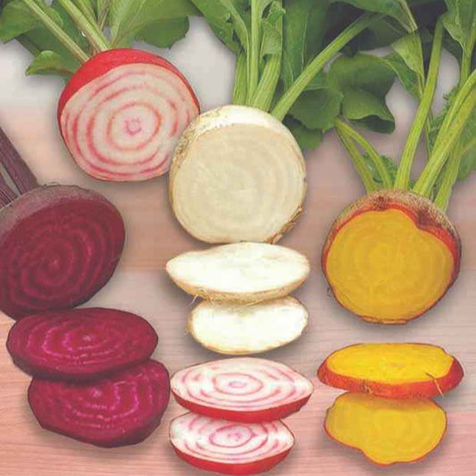 Betterave rouge Hullahup mix - Bakker