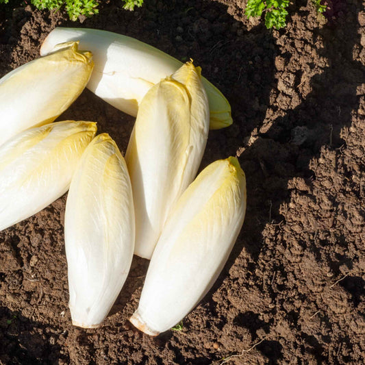 Chicorée Witloof Normale (Sélection maraîchère) (5 g) - Bakker