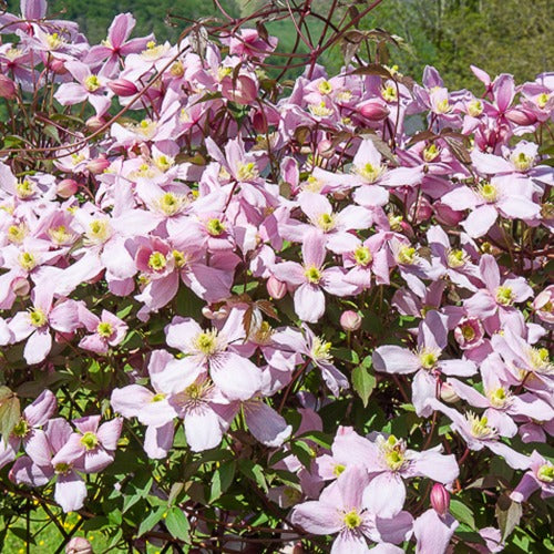 Clematis montana Mayleen - Clématite Mayleen - Clématite