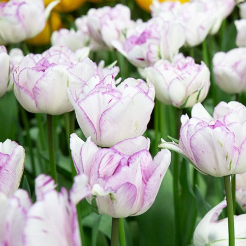 Bakker - 5 Tulipes à fleurs de pivoine Shirleydouble - Tulipa shirley double - Bulbes de printemps