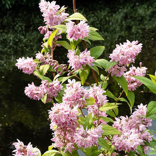 Deutzia Champ de fraise - Bakker