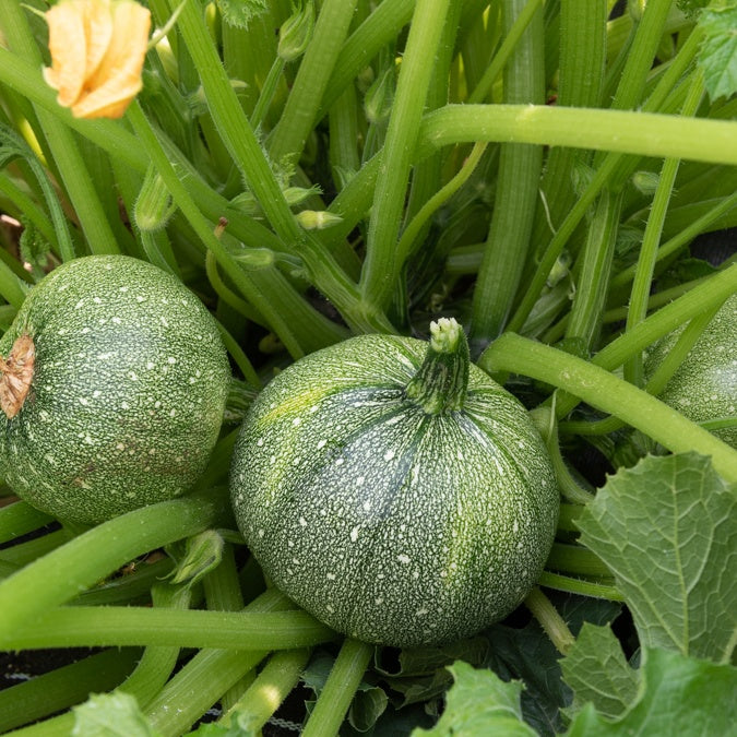 Plant Courgette Ronde de Nice - Bakker