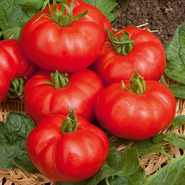 Graines de tomates - Tomate à très gros fruits Marmande - Solanum lycopersicum Marmande