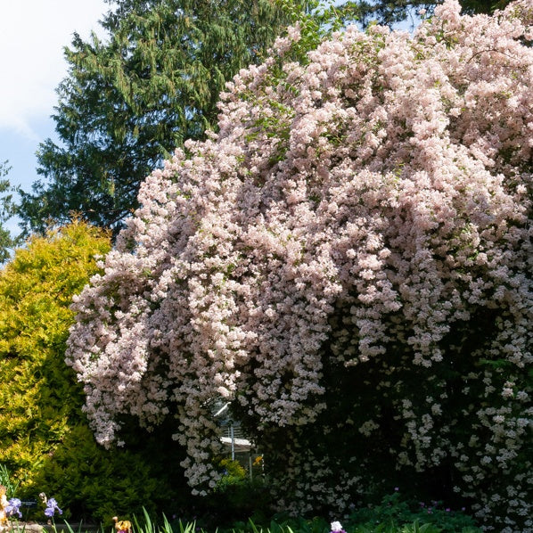 Kolkwitzia amabilis Pink Cloud - Buisson de beauté Pink Cloud - Plantes de terrasses et balcons
