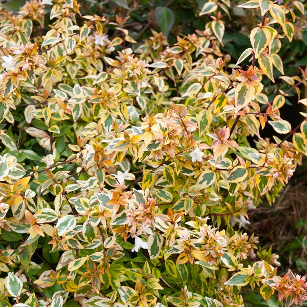 Abélia grandiflora Kaleidoscope® - Abelia grandiflora 'kaleidoscope' (r) - Bakker