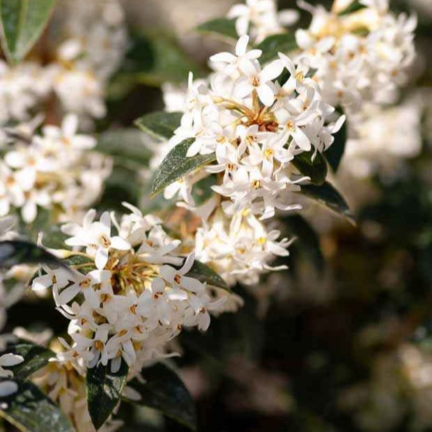 Plantes à feuillage persistant - Osmanthe de Burkwood - Osmanthus burkwoodii