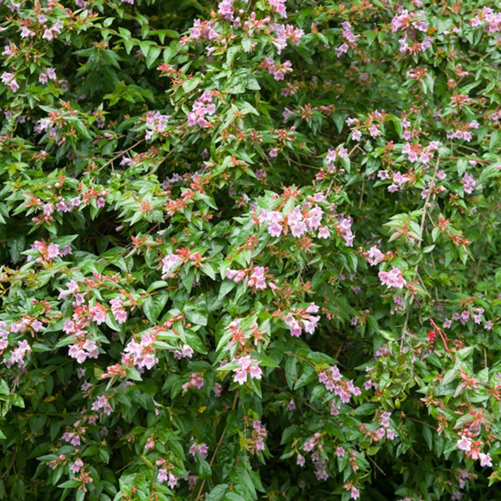 Abelia Edward Goucher - Abélia Edouard Goucher - Abélia