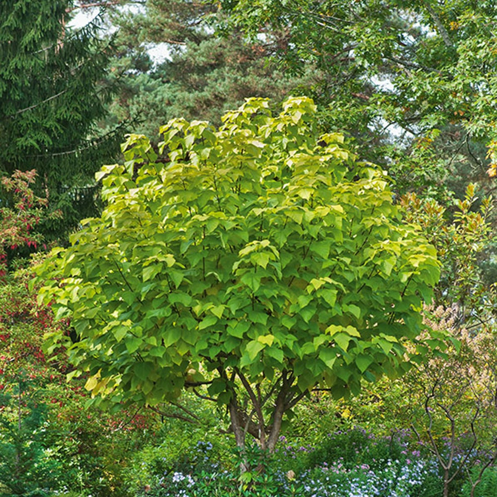 Catalpa commun Aurea - Catalpa bignonioides aurea - Bakker