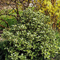 Bakker - Osmanthe à feuilles variables - Osmanthus heterophyllus - Terrasses et balcons