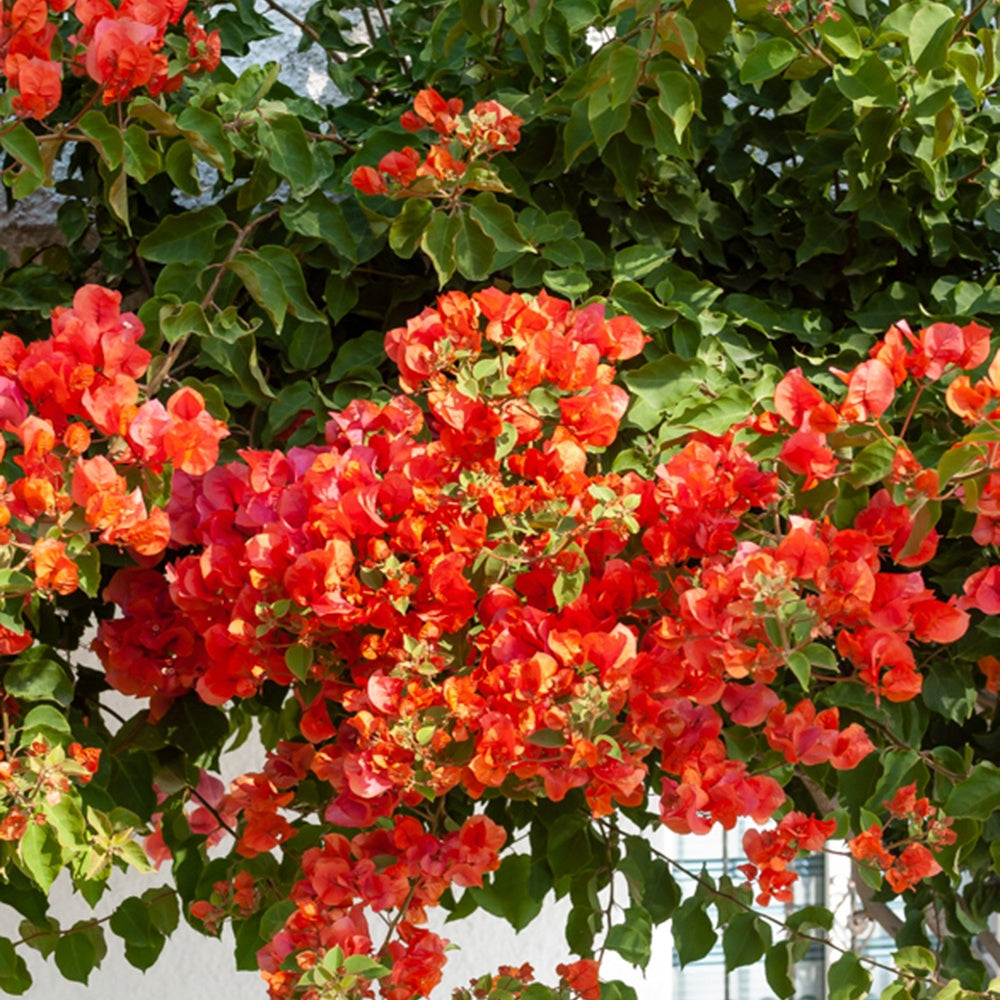 Bougainvillea orange - Bougainvillier Orange - Bougainvillier