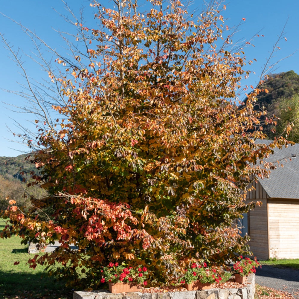 Arbre de fer - Bakker