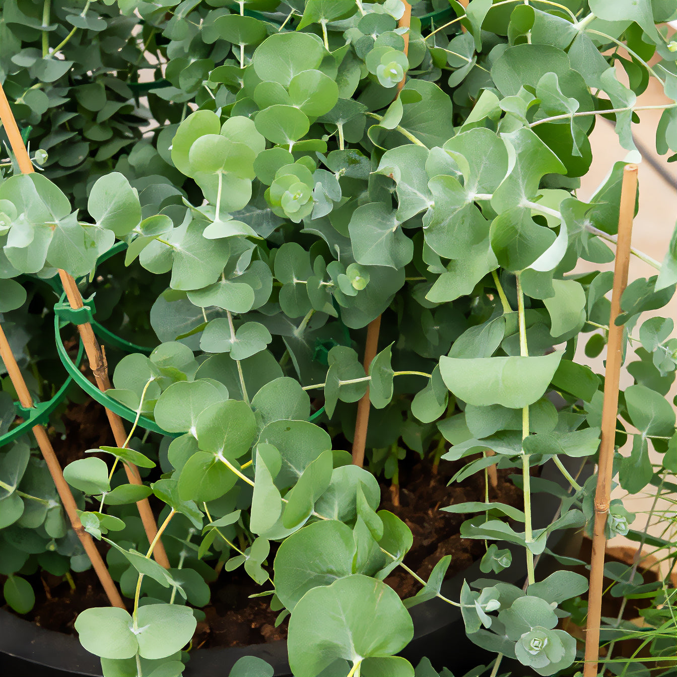 Eucalyptus cendré Silver Dollar
