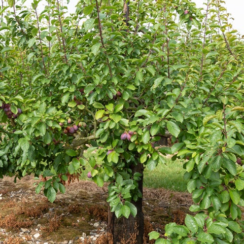 Prunier Stanley - Prunus domestica 'stanley' - Bakker