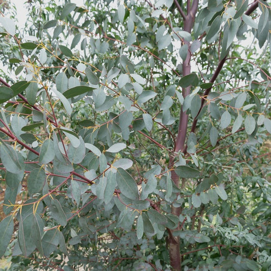 Eucalyptus parviflora - Bakker