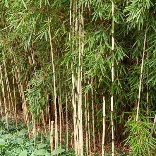 Bambou Fargesia robusta Pingwu non-traçant - Bakker