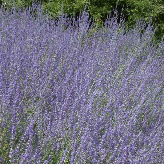 Perovskia Little Spire ® - Bakker