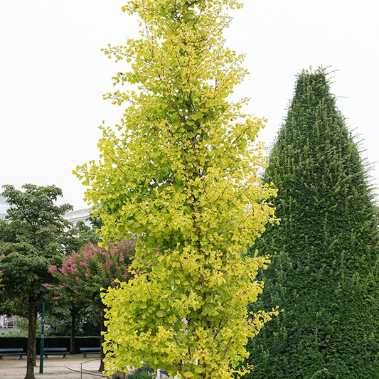 Ginkgo biloba Blagon - Arbre aux 40 écus - Bakker