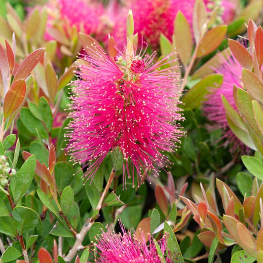 Callistemon Hot Pink - Rince-bouteille rose - Bakker