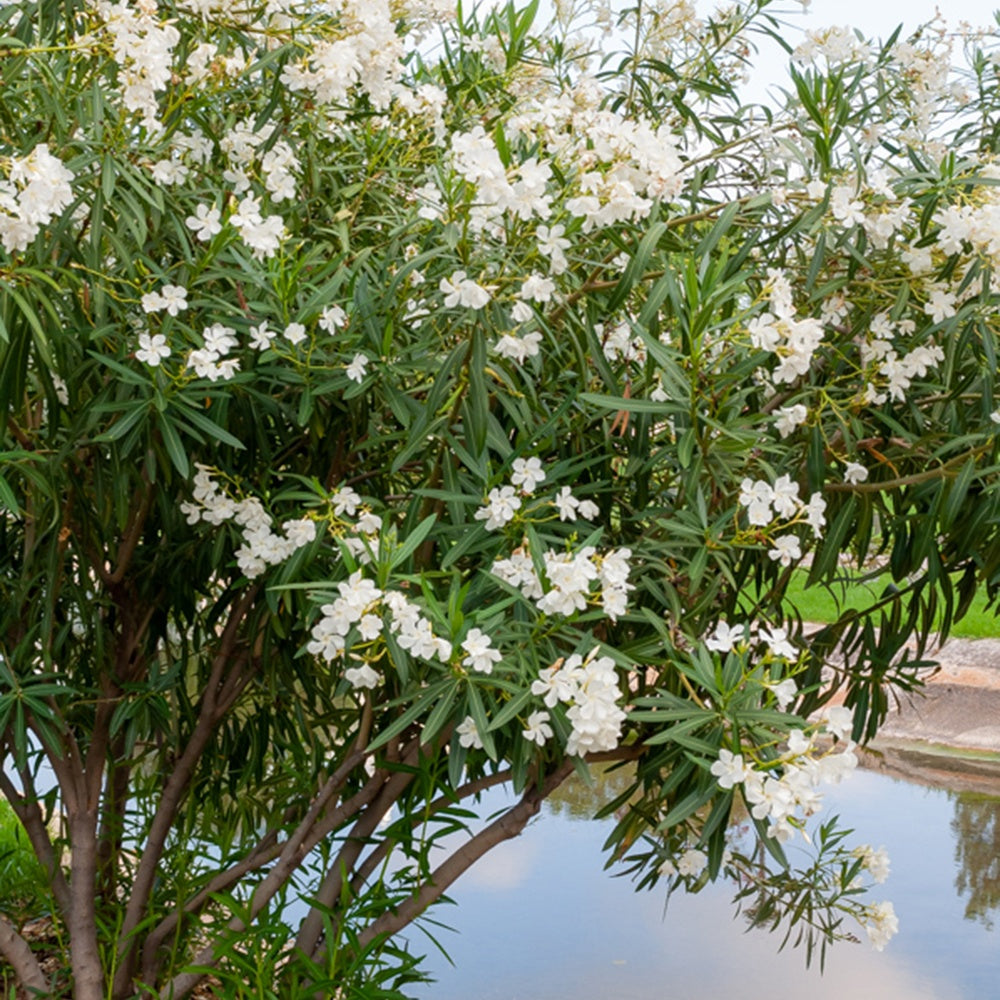 Nerium oleander white - Laurier-rose  à fleurs blanches - Arbustes fleuris