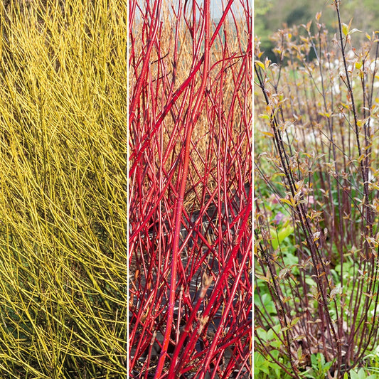 Collection de 3 Cornouillers : jaune, noir, rouge - Bakker